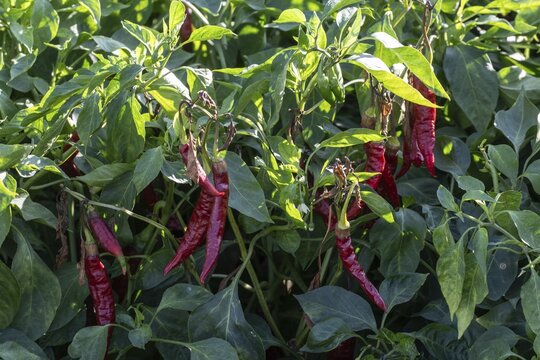 Sweet pepper (Capsicum), Dunapataj, Hungary