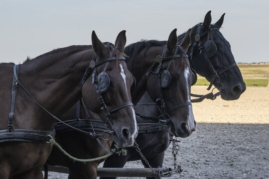 Horses (Equus caballus) in front of a cart, Dunapataj, Puszta, Hungary