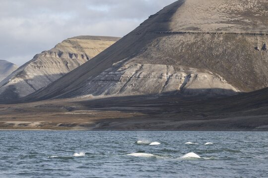 Group of belugas, beluga whales (Delphinapterus leucas), Kapp Wijk, Spitsbergen, Svalbard, Norway