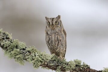 European scops owl (Otus scops), adult, on branch alert, in winter, snow, alertness, Bohemian Forest, Czech Republic, Europe Eurasian Scops Owl, captive, Bohemian Forest, Czech Republic, Europe Eurasian Scops Owl, adult on branch alert in winter with snow, adults, winter, snow, branch, branches, alert, alertness, Europe, horizontal, owl, owls, raptor, raptors, bird of