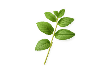 Obraz premium Fresh green plant stem with growing leaves for herbal medicine and organic food on transparent background