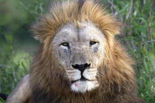 Portrait of a male lion (Panthera leo), Kwazulu Natal Province, South Africa