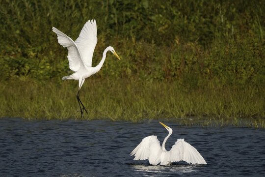Two great egret (Ardea alba), fighting, Hesse, Germany