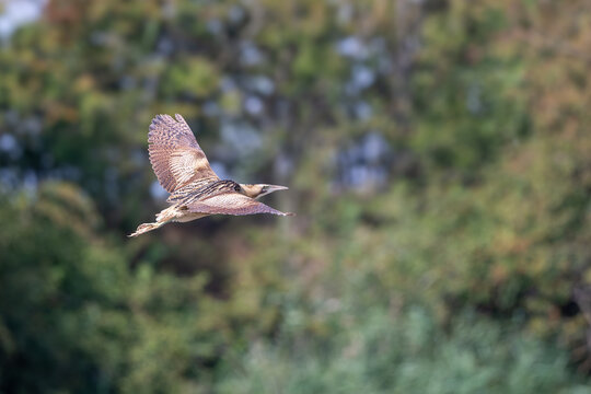Bittern,  Botaurus stellaris, In flight