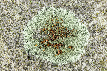 Landkartenflechte  auf einem Stein