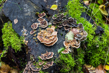Baumpilze an einem vermoderten Baumstamm
