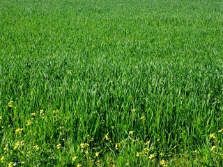 Obraz premium Lush green grass growing in field with yellow flowers