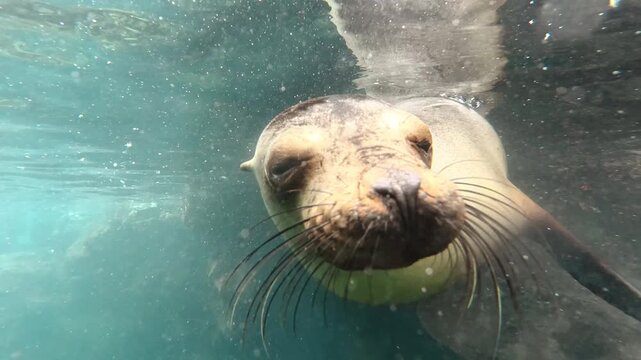Plong&eacute;e sous la surface de l'eau avec les otaries des Galapagos sur le site de Los Tuneles sur l'&icirc;le d'Isabela