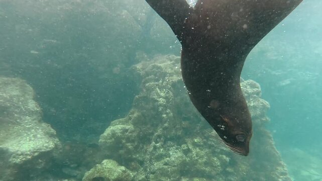 Plong&eacute;e sous la surface de l'eau avec les otaries des Galapagos sur le site de Los Tuneles sur l'&icirc;le d'Isabela