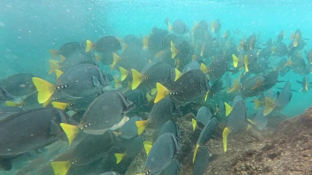 Banc de poisson en plong&eacute;e sur le r&eacute;cif de Los Tuneles sur l'&icirc;le d'Isabela aux Galapagos en Equateur