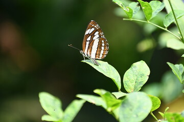 A common sailor butterfly is seen sitting on the edge of a lush green leaf with its wings folded in...