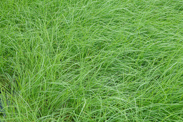 In a vibrant green field, long blades of grass melinis savannah sway softly in the breeze .