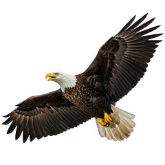 Obraz premium Majestic bald eagle soaring through the sky