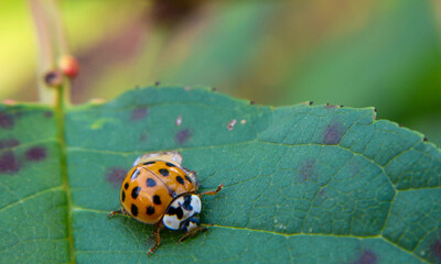 Ladybug on Green Leaf in Natural Light