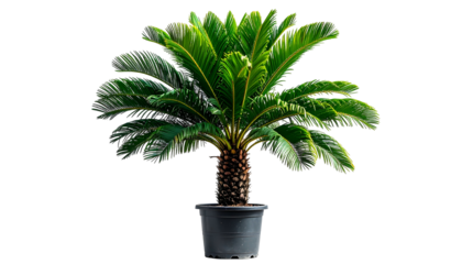Lush green cycad palm tree in a dark pot against a solid black background