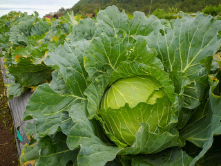 Naklejka premium Fresh cabbage that has not been harvested.