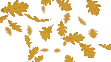 Delicate golden oak leaves falling in an ethereal autumn cascade against a white backdrop creating