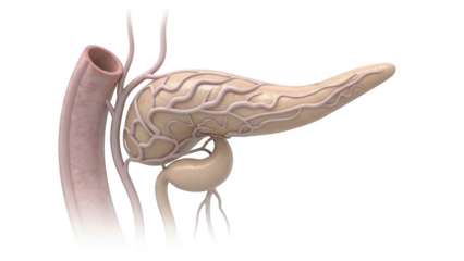 3 D Rendered Human Pancreas With Blood Vessels And Duodenum anatomy organ