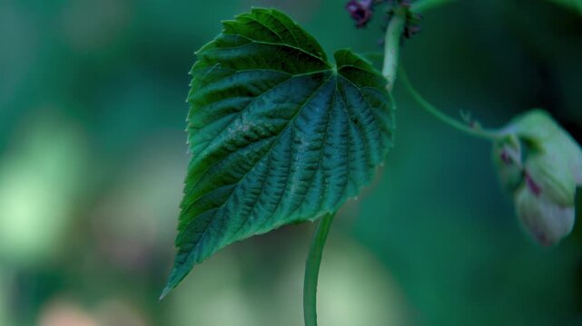 Single Green Hop Leaf Isolated on Dark Background, Botany study of Humulus lupulus foliage.