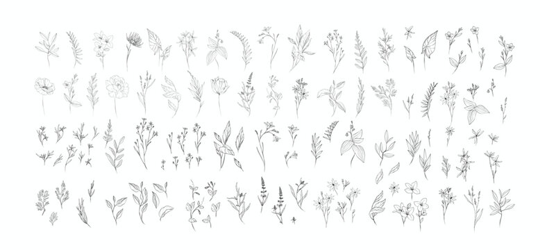 Set of detailed various flowers and foliage, intricate details and delicate forms. Hand drawn vector illustration with elegant botanical elements for invitation, save the date card