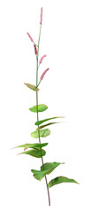 3D Rendering Persicaria Amplexiculis Plant on White