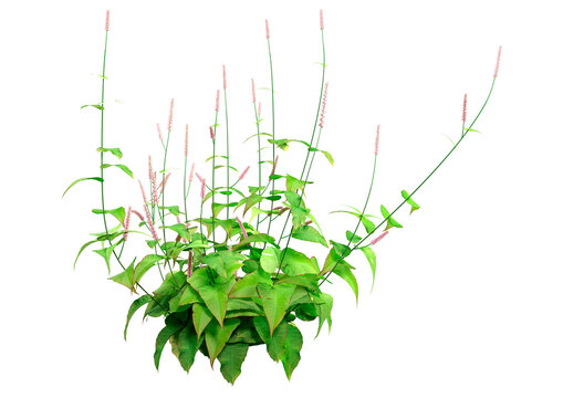 3D Rendering Persicaria Amplexiculis Plant on White