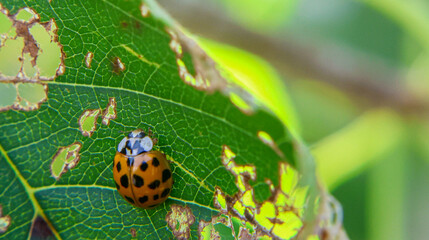 Ladybug on Textured Green Leaf © Claudia