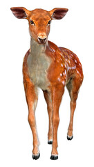 3D Rendering Deer on White