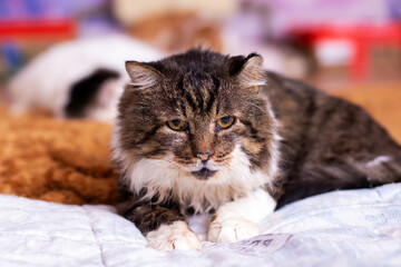 Serene longhaired brown tabby observing its surroundings from comfortable indoor resting spot