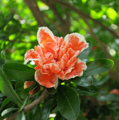 Fleur bicolore de grenadier 