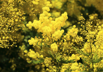 Mimosa en fleurs