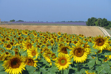 Champ de tournesols
