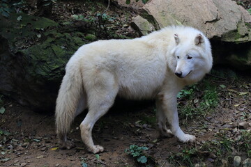 Loup blanc du Canada