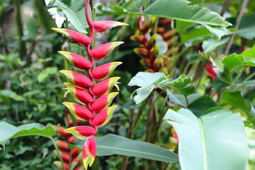 heliconia rostrata growing naturally in tropical garden environment of west java indonesia
