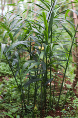 close up green ginger plant stems growing naturally in tropical garden environment