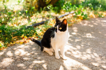 Black and white cat standing outdoors on a sunlit path. Curiosity, presence, and quiet coexistence between animal life and urban environment.