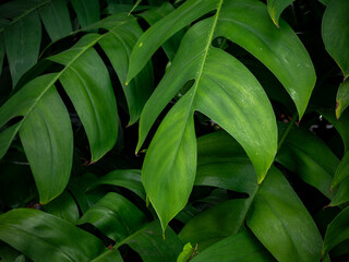 Fototapeta premium Close up texture of lush green tropical split leaves in rainforest garden, natural foliage background and botany ecology concept.