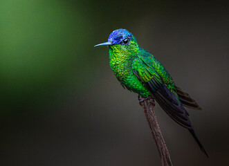 Picaflor cabeza azul ave © Sergio