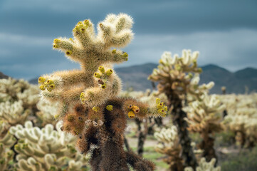 Naklejka premium Detail view of Cholla Cactus in Cholla Cactus Garden during a cloudy day, Joshua Tree National Park, California, USA. 