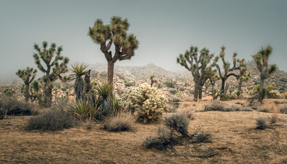 Obraz premium Typical landscape with Joshua trees (yucca brevifolia), boulders, rock formations on a misty day, Joshua Tree National Park, California, USA