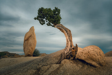 Typical landscape with Juniper tree and Penguin Rock, boulders, rock formations on a cloudy day, Joshua Tree National Park, California, USA © Ji