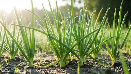 Obraz premium Fresh green onion plants growing in a garden with morning dew and sunlight fresh vegetables