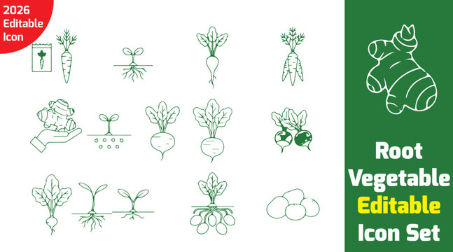Root vegetable structure line icons highlighting underground parts and plant form, minimal botanical outline style, white background vector