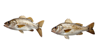 Cod Fish Set Showing Side View and Angled Perspectives isolated on transparent background