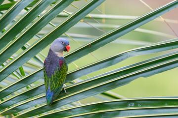 A Blue-naped Parrot with blue head and orange beak sits on a branch in Taman Negara, Malaysia, Asia.