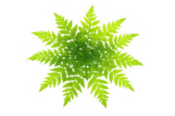 Lush green fern creating a botanical design, fresh natural foliage, tropical vibrant plant isolated on transparent background