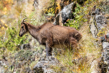 Female Himalayan Tahr (Hemitragus jemlahicus) in its natural habitat, profile view. Sagarmatha national park, Nepal.