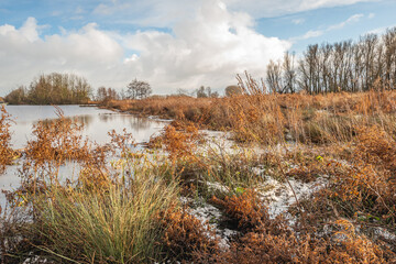 Reeds, rushes, and other wild plants line the marshy shore of a partially frozen lake. A thin layer of snow lies between the plants. It's winter in the Netherlands.