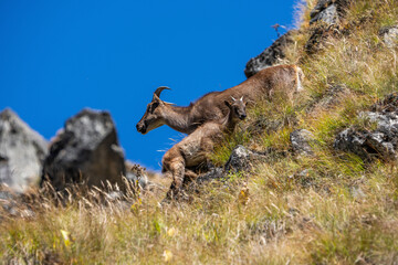 Female Himalayan Tahr (Hemitragus jemlahicus) with a baby in its natural habitat, profile view. Sagarmatha national park, Nepal.