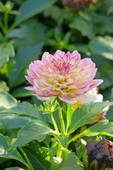 Pink Dahlia flowers. Dahlia pinnata is a species in the genus Dahlia, family Asteraceae, with the common name garden dahlia. It is the type species of the genus and is widely cultivated.
